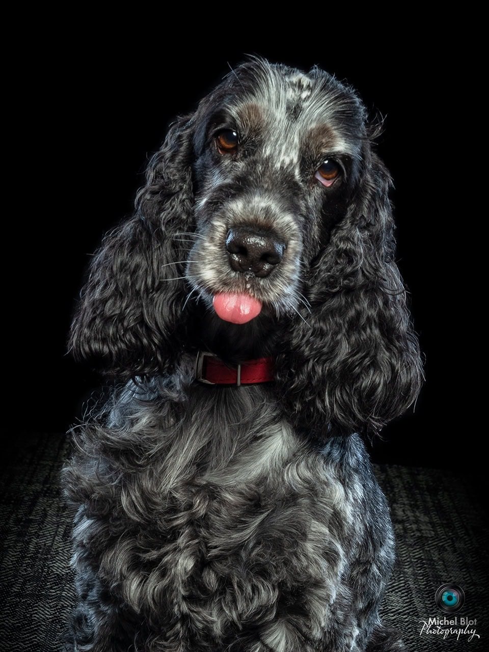 photo de chien 3